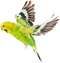 Flying green parakeet