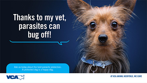 VCA Parasite Awareness Campaign