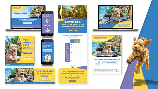Mometamax Single™—The Single Life Creative Launch Campaign